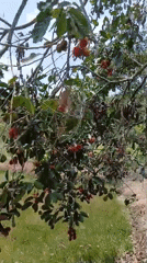 Tropical fruits and garden life in Samarinda