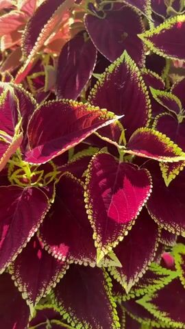 The video shows a close-up of a vibrant coleus plant with deep red leaves edged in chartreuse. The camera slowly zooms out, revealing more of the plant and other greenery in the background. A building is partially visible in the upper right corner, along with glimpses of the sky and trees. The light is bright, highlighting the colors and textures of the foliage. In the background sounds of a child yelling and a dog barking can be heard.