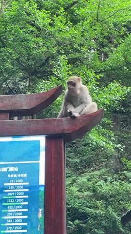 The video shows a monkey sitting on top of a wooden sign. The sign has a blue screen with Chinese writing on it. Behind the sign is a lush green forest. The monkey sits cross-legged and holds food to its mouth, eating it. The monkey is light brown and gray in color.