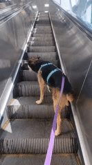 Dog rides escalator as people gather outdoors in Khimki