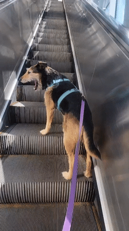 Dog rides escalator as people gather outdoors in Khimki
