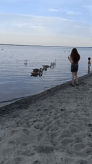 Calm afternoon on a Moldovan beach, swan gliding nearby