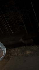 Nighttime wildlife encounter recorded from vehicle in Russian forest