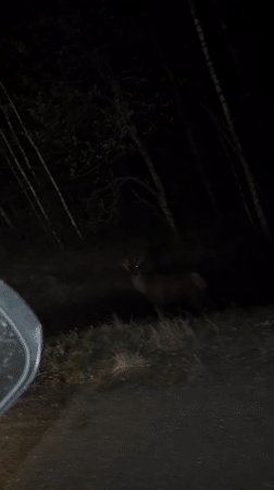 Nighttime wildlife encounter recorded from vehicle in Russian forest