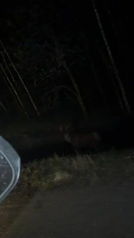 The video captures a nocturnal encounter with wildlife in a dark, forested area, likely from the perspective of a vehicle. On the left, the frame shows the edge of a car's side mirror and window. A deer-like animal, with prominent, glowing eyes reflecting light (likely from headlights or a flash), stands on the grassy verge of a dirt road or track. The animal is dark-furred and partially obscured by the darkness, its outline barely visible against the dense shadows of the trees in the background. It is stationary, looking directly towards the camera. The forest consists of tall, slender trees, silhouetted against the dark night. The ground beneath the animal is covered with sparse vegetation. The scene depicts a quiet moment in a rural, natural setting at night. No human subjects or visible text are present in the video. The provided location context is Izvestkovyy, Russia.