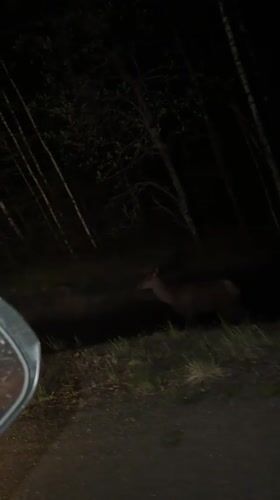 Nighttime wildlife encounter recorded from vehicle in Russian forest