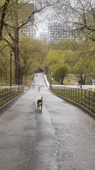 Dog spotted in rainy Moscow park during spring morning
