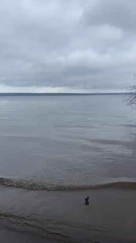 A video captures a serene, overcast day at the edge of a large body of water. The water surface is calm, with gentle ripples lapping at the shore. The sky is filled with dense, gray clouds, creating a muted, diffused light. The horizon is a thin, dark line separating the water from a distant shore or landmass. The foreground shows a sandy or muddy shoreline, with some debris, possibly branches or twigs, scattered near the water's edge. A small stick or branch is visible partially submerged in the shallow water. The overall atmosphere is peaceful and contemplative, with no people or obvious signs of human activity visible in the frame.
