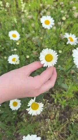 A close-up shot shows a hand gently plucking a white daisy with a yellow center from a field of daisies. The hand is delicate and the fingers are soft. The background is a blur of green grass and more white daisies. The camera then pans out to reveal a pathway and two people walking away in the distance. The focus shifts to the daisy in the hand, which is presented to the camera.
