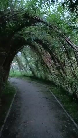 A paved path curves through a tunnel of dense, green foliage. The path is bordered by grass. The foliage, appearing to be bamboo or a similar plant, arches overhead, creating a natural canopy. The lighting is dim, suggesting it is either dawn or dusk. The camera is in motion, following the path into the tunnel. No people or animals are visible. The environment appears to be outdoors, possibly in a park or garden. The audio is in Polish and seems to be a spoken conversation, though the words are indistinguishable.
