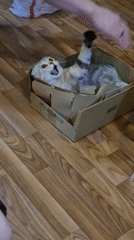 Cat plays in cardboard box in Chaikovsky, Russia