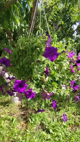 A hanging basket filled with vibrant purple petunias is suspended from a tree branch. The petunias are in full bloom, with many flowers displaying their rich purple petals. The leaves of the plant are a healthy green, and some have begun to droop, creating a lush, cascading effect. The background consists of green foliage, suggesting an outdoor garden setting bathed in sunlight. The scene is captured from a slightly low angle, looking up at the flowering basket.