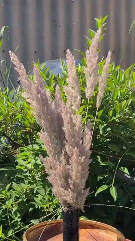 A close-up shot captures a cluster of fluffy, dried grass stalks, predominantly in shades of light brown and pink, set against a blurred background of green foliage and a corrugated metal wall. The stalks, which appear to be a decorative arrangement, are held upright by a dark vertical object emerging from a weathered, circular metallic base. The lighting suggests an outdoor setting, with sunlight illuminating the scene. There are no people or active interactions visible in the frame. The overall impression is a still-life arrangement of natural elements.