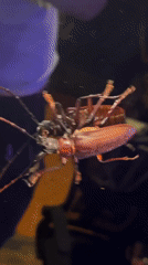 Beetles spotted near blue light in Thai village
