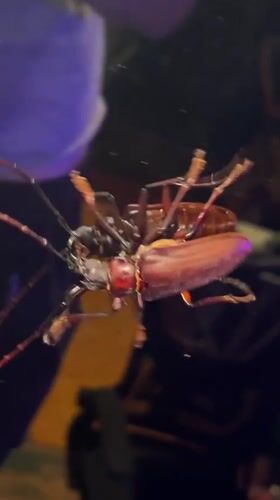 Beetles spotted near blue light in Thai village