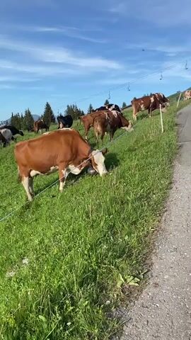 A herd of cows grazes on a lush green hillside under a clear blue sky with scattered clouds. In the foreground, a brown and white cow with a bell around its neck is eating grass. A blue electric fence runs diagonally across the frame. In the background, more cows are scattered across the hillside. Pine trees dot the landscape, and in the distance, majestic mountains rise, some with snow-capped peaks. A small wooden building with a dark roof is visible on the left side of the frame, and further in the distance, other structures suggest a small village or resort. The sun casts shadows, indicating it is likely late afternoon or early morning.
