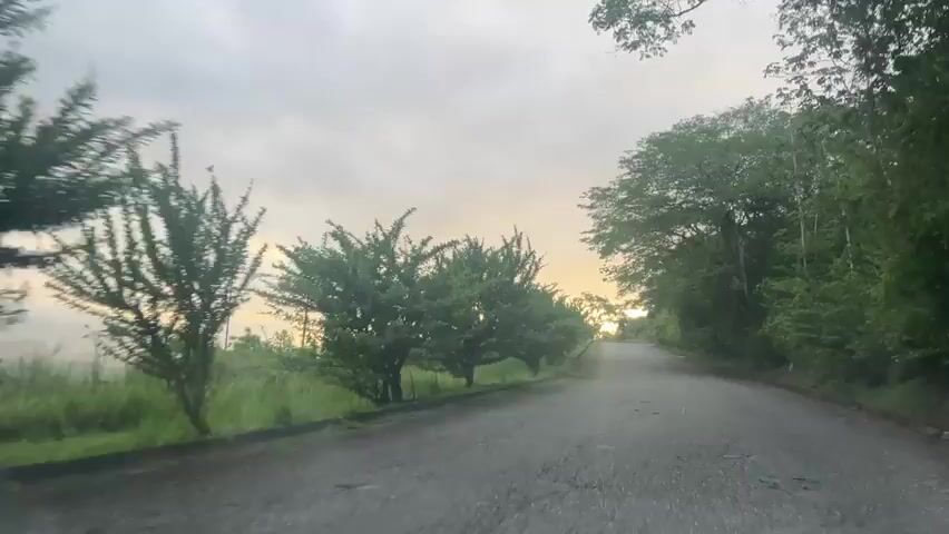 This video is a first-person perspective shot from a vehicle driving on a paved road surrounded by lush greenery and trees. The road appears wet, suggesting recent rain. The sky is overcast with a soft, diffused light, indicating either dawn or dusk. The sun is low on the horizon, peeking through the clouds and casting a warm glow, creating lens flare effects. The trees lining the road are varied in size and shape, with dense foliage. Some trees are on the left side of the road, appearing to be somewhat manicured, while the right side features a denser, more natural growth of trees and vegetation climbing a slope. The overall atmosphere is serene and natural, with a sense of journeying through a rural or tropical landscape. There are no people or other vehicles visible in the frame.