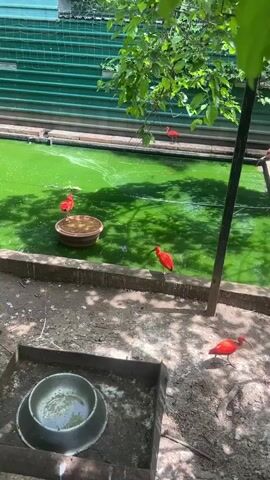 The video shows a group of scarlet ibises in an enclosure. There is a small, murky green pond in the enclosure, with several of the birds standing on the edges or on elevated platforms in the water. Others are foraging on the dirt ground. The enclosure is surrounded by a green corrugated fence. There is a metal food or water bowl in the foreground. Some greenery, including a tree branch with leaves, is visible on the left side of the frame. The video appears to be shot on a sunny day.