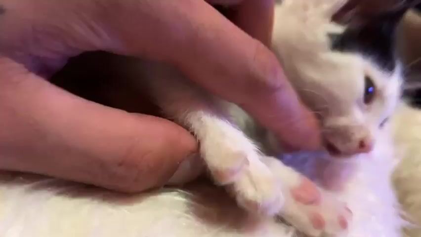A person's hand gently strokes a black and white kitten. The kitten is lying on its side, and the person's fingers are seen touching its face and paw. The kitten's mouth is open, revealing small teeth and its pink tongue. The background is blurry, but appears to be indoors with some lighting.