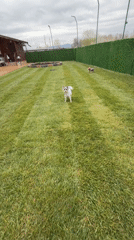 Small dogs captured in Bulgarian residential yards
