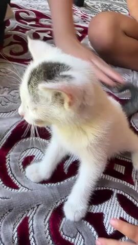 A white kitten with grey markings sits on a patterned blanket. Its eyes are open and it is looking to the left. In the background, the legs and torso of two people are visible. The person on the left is wearing a dark garment, and the person on the right is wearing shorts. The kitten is sitting on a red and grey patterned blanket.