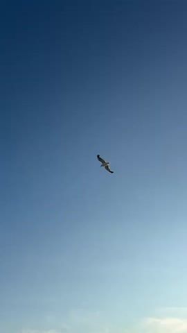 A seagull is captured in mid-flight against a clear blue sky. The bird is white with gray markings on its wings and is positioned in the upper right quadrant of the frame. The background is a gradient of light blue, lighter towards the bottom and darkening towards the top, suggesting it is daytime. No other objects or people are visible. The video shows the bird's wings fully extended, indicating it is actively flying.