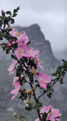 A rainy morning in a remote Himalayan valley