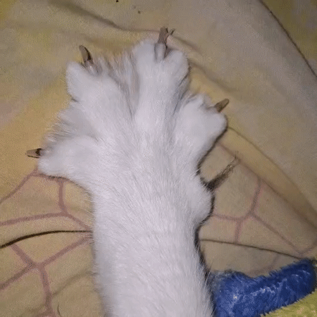 Evening pet activities documented in Wilde, Argentina neighborhood