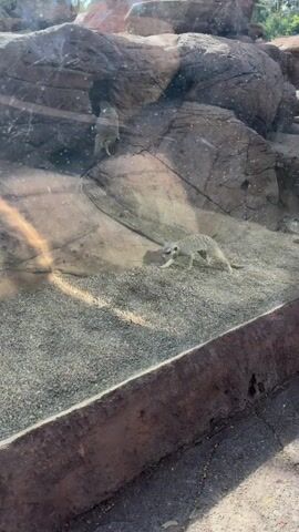 A small, striped animal, likely a meerkat, is foraging in a sandy enclosure with rocky elements. The animal is viewed through a glass barrier, which shows reflections. The enclosure appears to be in an outdoor setting, possibly a zoo.