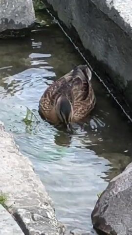 A duck is partially submerged in shallow water between large gray rocks. The duck has brown and tan patterned feathers and a darker head. It is facing towards the left side of the frame and appears to be eating green vegetation in the water. The water is clear and slightly rippled. The rocks are rough and textured, with some green grass growing along their edges.