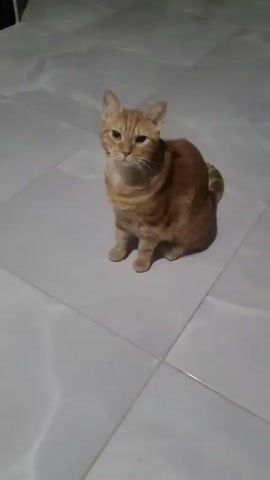 An orange tabby cat is sitting on a light gray tile floor. It looks downward, then turns its head to the left, then looks directly at the camera. A small black potted plant and a white object with a red light are in the background. A black object is also visible in the background, on the right.