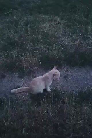 A ginger cat sits on a dirt path in a grassy area. The lighting is dim, suggesting it is dusk or early morning. The cat appears to be looking down at the ground.