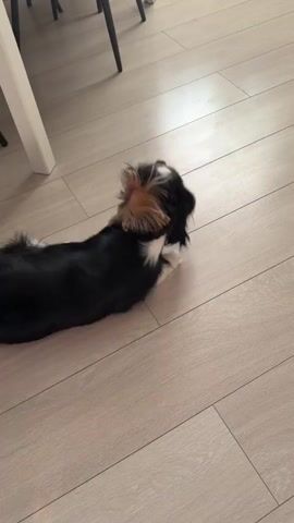 A tri-colored King Charles Spaniel dog is sitting on a light-colored wooden floor. The dog is looking upwards and to the right, with its mouth open. Its head is shaking slightly. The dog is partially obscured by a white table leg on the left side of the frame. In the background, the legs of several chairs are visible. The lighting suggests an indoor environment, possibly a dining room or kitchen.
