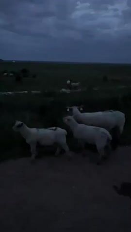 A video shows three sheep walking along a dirt road. A fourth sheep walks behind them. The video pans right, showing a large field with a tree and a small building in the distance. The video then pans left, showing two sheep walking along the road. The video ends.