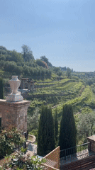 Morning vineyard scenes documented in Gussago, Italy