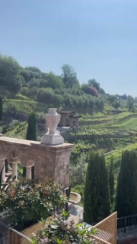 The video showcases a scenic view of a terraced vineyard landscape in Italy. The foreground features a stone patio with a decorative urn, short columns, and greenery. As the camera pans right, the view opens up to reveal the hillside vineyard, with rows of grapevines forming distinct terraces. The sky is clear and blue. Tall, slender cypress trees dot the landscape, adding verticality. In the distance, structures are visible, suggesting a nearby town or village. A partially furled white patio umbrella is positioned along the patio edge. The camera movement is smooth, offering a wide perspective of the vineyard and the surrounding hills.