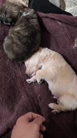The video shows two puppies sleeping on a dark maroon blanket. One puppy is light beige in color, while the other has dark gray and brown striped fur. A person’s hand enters the frame and gently touches the light beige puppy’s belly with one finger.