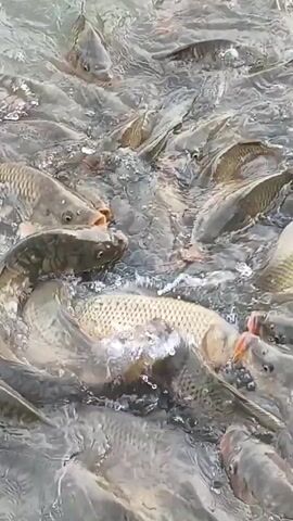 This is a video of a large school of fish swimming in murky water. The fish are of various sizes, with some appearing to be quite large. There is also a bird, possibly a duck, swimming among the fish. The water is a murky gray-brown color, and it is difficult to see the bottom. The overall impression is one of a natural environment, likely a lake or river. The video is quite blurry, suggesting it was taken with a shaky hand or a low-quality camera. There is no visible text in the video. The location context provided is Komsomolskoe, Kyrgyzstan, which is a mountainous region with many lakes and rivers, making this scene plausible. The time of day and weather are not discernible due to the poor video quality. The emotion conveyed is one of natural activity, with the fish and bird coexisting in their environment.