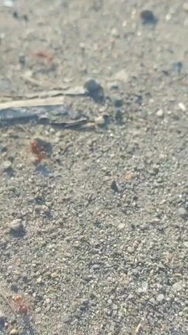 The video shows a close-up view of ants moving across dry, sandy ground. The ground is covered in small pebbles and debris, with some dried grass stalks visible. Several red ants are seen walking on the surface, some in pairs. The lighting suggests it is daytime, with bright sunlight casting shadows. The camera is held close to the ground, focusing on the ants and their immediate surroundings.