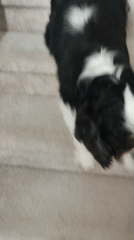 Dog on the stairs, birch tree outside — a Rosinka morning