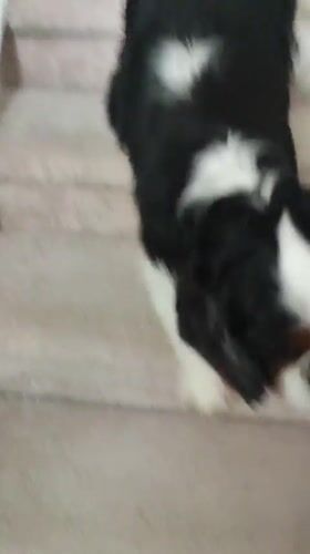 Dog on the stairs, birch tree outside — a Rosinka morning