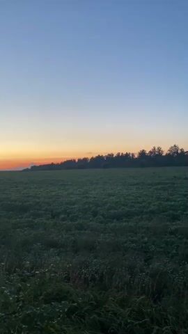 This video shows a time-lapse of a rural landscape at dusk. The sky transitions from a clear blue to shades of orange and yellow near the horizon as the sun sets. A dense line of trees forms the distant background, and a large, green field occupies the foreground. The field appears to be covered in low-lying vegetation. No people or specific objects are visible in the scene, and no actions or interactions are depicted. The overall impression is one of natural tranquility as daylight fades.