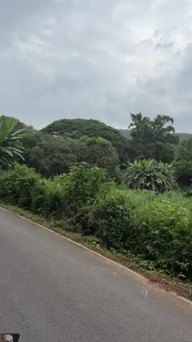 The video shows a first-person perspective of someone riding a motorcycle on a paved road through a lush, green environment. The road has a yellow line down the center. On the right side of the road, there are various types of vegetation, including large leafy plants and trees. There are also yellow warning signs indicating curves in the road. The sky is overcast. The rider is wearing a cream-colored helmet and a tan jacket. The motorcycle's dashboard shows a speed of 49. A rearview mirror reflects the rider's face and shoulder. The video is short, with the action continuing across the frames without significant change in the scene.