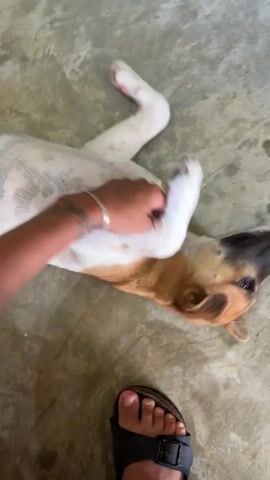 A medium shot shows a person giving a dog a belly rub. The dog is lying on its back on a mottled grey concrete floor, paws in the air. The dog is white with brown and black markings. The person is wearing a silver bracelet on their left wrist and is seen from the chest down, with their left hand rubbing the dog's belly. The person is wearing a black sandal on their left foot.