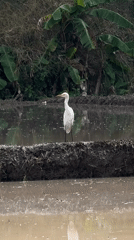 Egrets and farming life across Ubud's rice paddy landscape