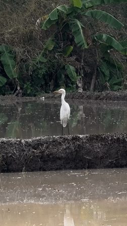 Egrets and farming life across Ubud's rice paddy landscape