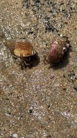 Two hermit crabs in shells are on wet sand near the water. The crab on the left has a shell with brown and tan stripes and the crab on the right has a shell with pink and tan stripes. Both crabs have their legs and antennae visible as they move across the sand.