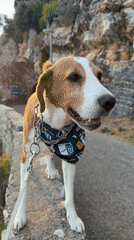 Dog walker enjoys clifftop stroll in Montenegro coastal village