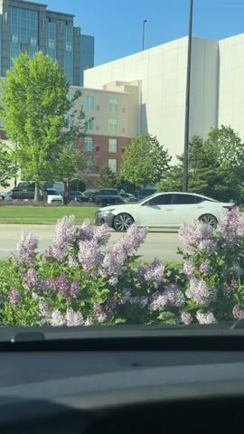 The video is taken from inside a vehicle, looking out at a street scene on a sunny day. In the foreground, there is a row of blooming lilac bushes with light purple and darker purple flowers. Beyond the bushes, there is a road with moving traffic, including a white sedan. Across the road, there are buildings, including a taller modern building with reflective windows and a shorter building with a brick and beige facade. There are also various trees and shrubs, along with parked cars in the background. A tall street light pole is visible. The sky is clear and blue.