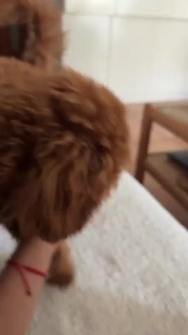 A person holds a light green toy bone out to a small, brown, fluffy dog. The dog takes the bone into its mouth, holding it sideways. The dog glances up at the person holding the bone. The person holds the bone steady. The scene is indoors, with a white cabinet and wooden table visible in the background. The dog is standing on a white, textured surface, which may be a blanket or cushion on furniture. The person is wearing a red bracelet on their wrist.